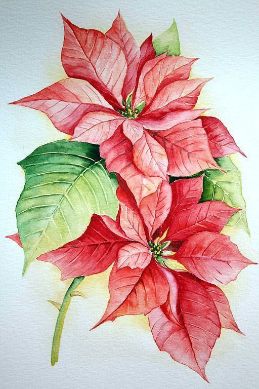 a watercolor painting of poinsettia with green leaves