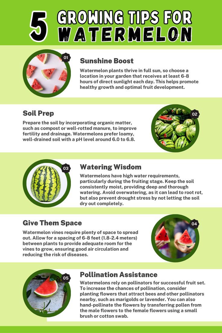 5 Tips for Growing Watermelon. It features key tips for successful watermelon cultivation, including providing ample sunlight, proper spacing, well-prepared soil, consistent watering, and aiding pollination. Learn how to optimize growth and maximize your watermelon harvest with these essential tips. Watermelon Companion Planting, When To Plant Watermelon Seeds, Tips For Gardening, Watermelon Patch Garden, Watermelon Seeds Planting, Best Way To Grow Watermelon, Watermelon Planting Tips, Watermelon Growing Tips, Growing Watermelon In Container