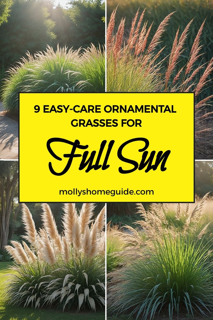 grass that is growing in the sun with text overlay saying 9 easy - care ornamental grasses for full sun