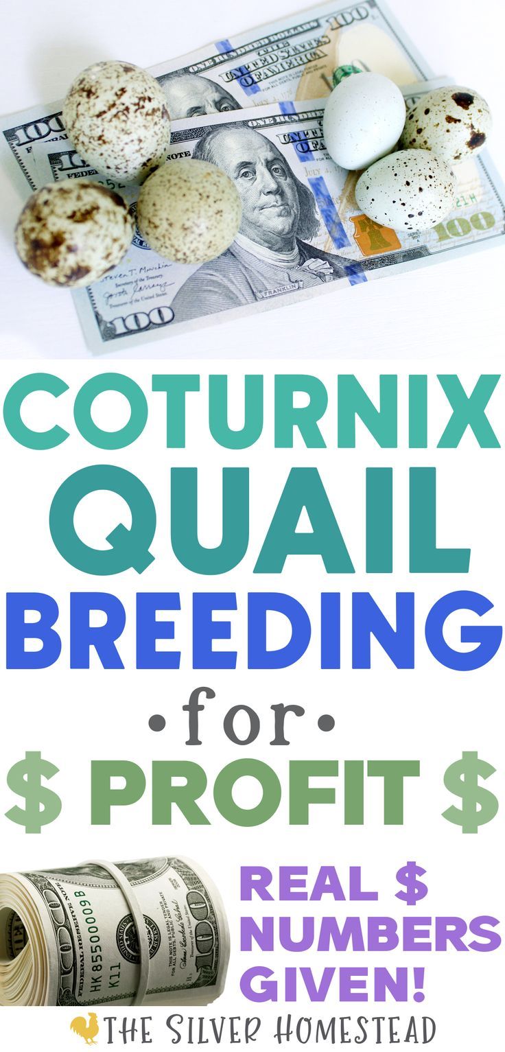 blue and speckled green celadon coturnix quail eggs sitting on top of paper money bills on a white background with text that reads Coturnix Quail Breeding for Profit Keeping Quail Indoors, Celadon Quail, Quail Breeds, Quail House, Quail Coop, Raising Quail, Worm Bin, Hatching Eggs, Travel Box