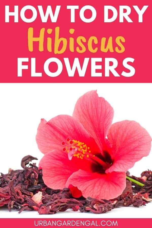 a pink flower with the words how to dry hibiscuss flowers on it