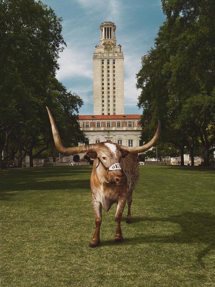 a cow with long horns standing in the grass near a tall building and tree's