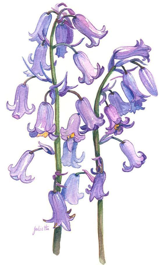 a drawing of purple flowers on a white background