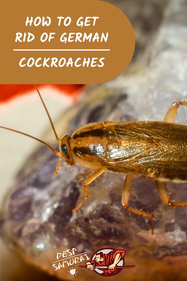 a close up of a cockroach on a rock with the words how to get rid of german cockroaches