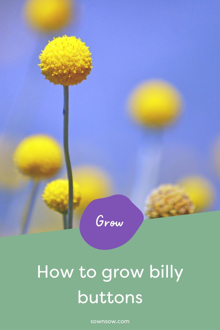 yellow flowers with the words grow how to grow billy buttons in purple and green text