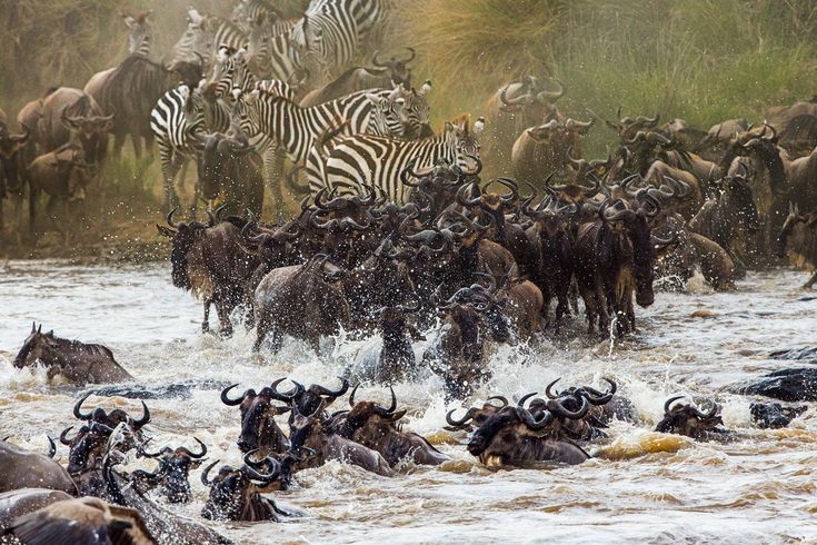 a large herd of zebras and wildebeests crossing a river in the wild