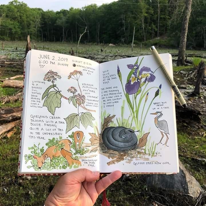 an open book with pictures of plants and animals in the pages is held by someone's hand