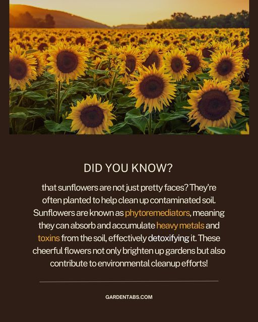 the sunflowers and other flowers are featured in this page, which reads did you know?