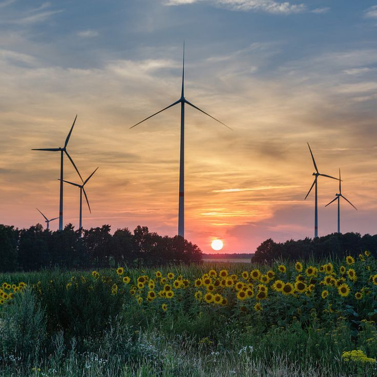 the sun is setting behind three windmills in a field full of sunflowers