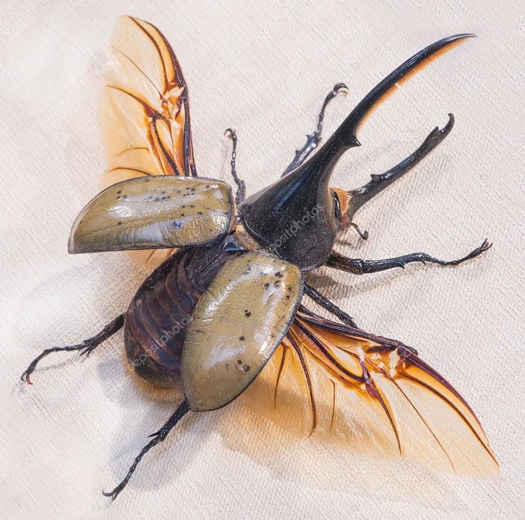 two bugs sitting on top of each other in the middle of a white cloth background