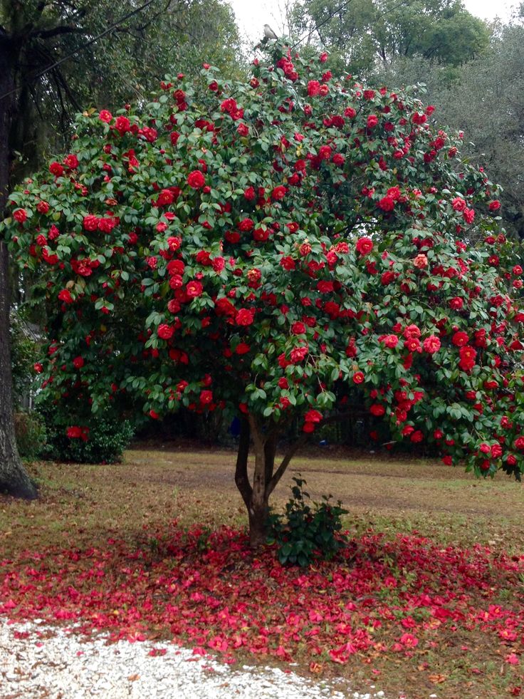 a large tree with lots of red flowers on it