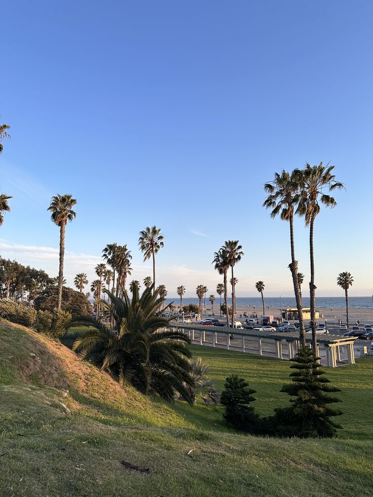 palm trees on the side of a grassy hill