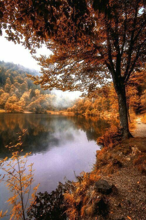 a lake surrounded by trees with fall foliage on the shore and fog in the air