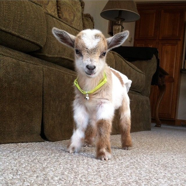 a baby goat standing on top of a carpeted floor