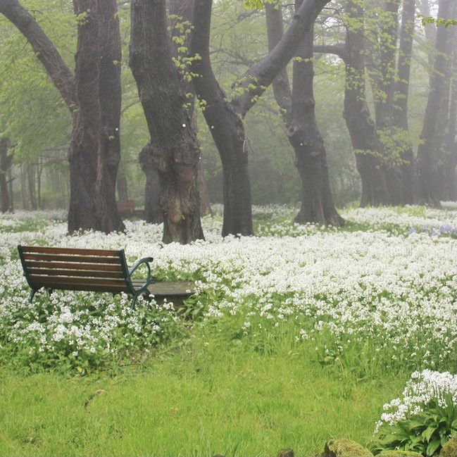 a park bench sitting in the middle of a forest filled with white flowers and trees