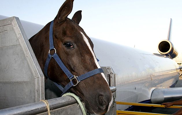 a brown horse standing next to an airplane on top of a tarmac with its head over the gate