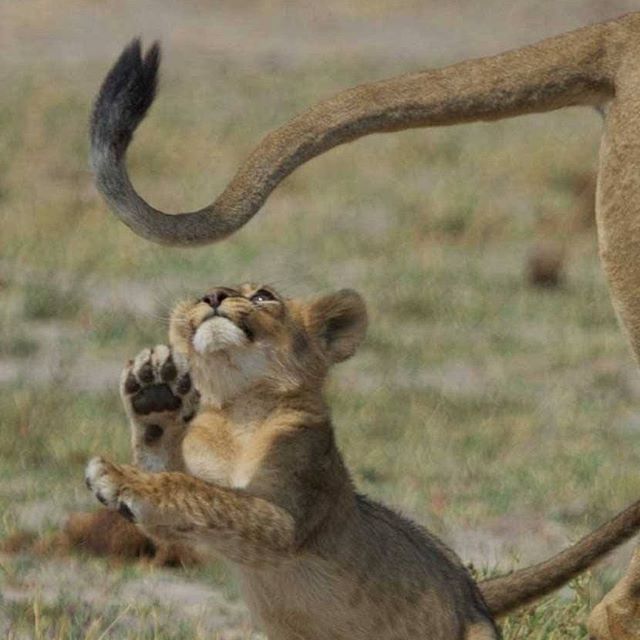 a lion cub playing with its mother in the grass and dirt area, while it's rear legs are stretched out