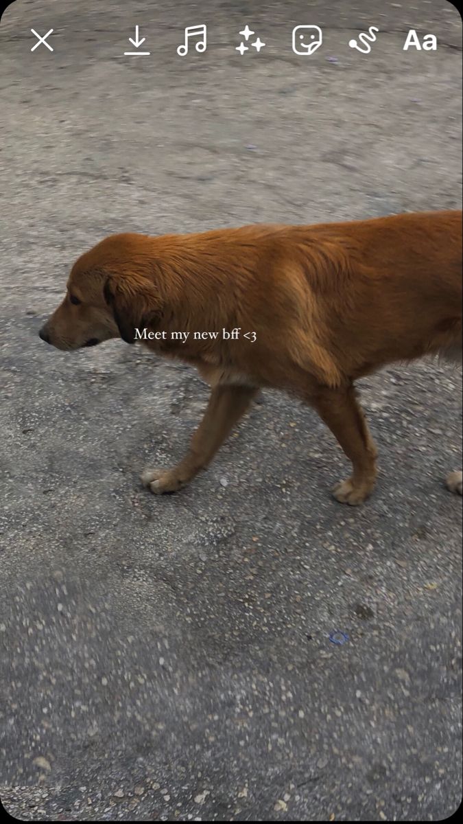 a brown dog walking across a cement road