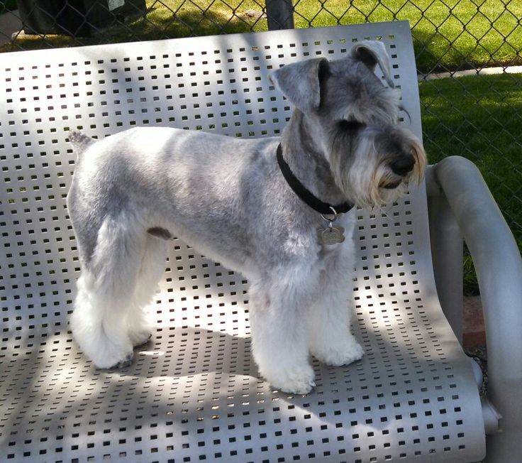 a small gray and white dog standing on top of a metal chair in the sun