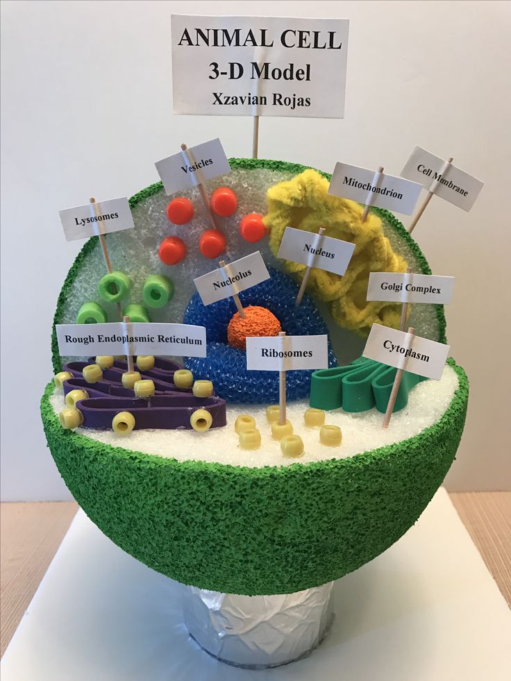 an animal cell model is shown with labels on it's sides and buttons in the middle