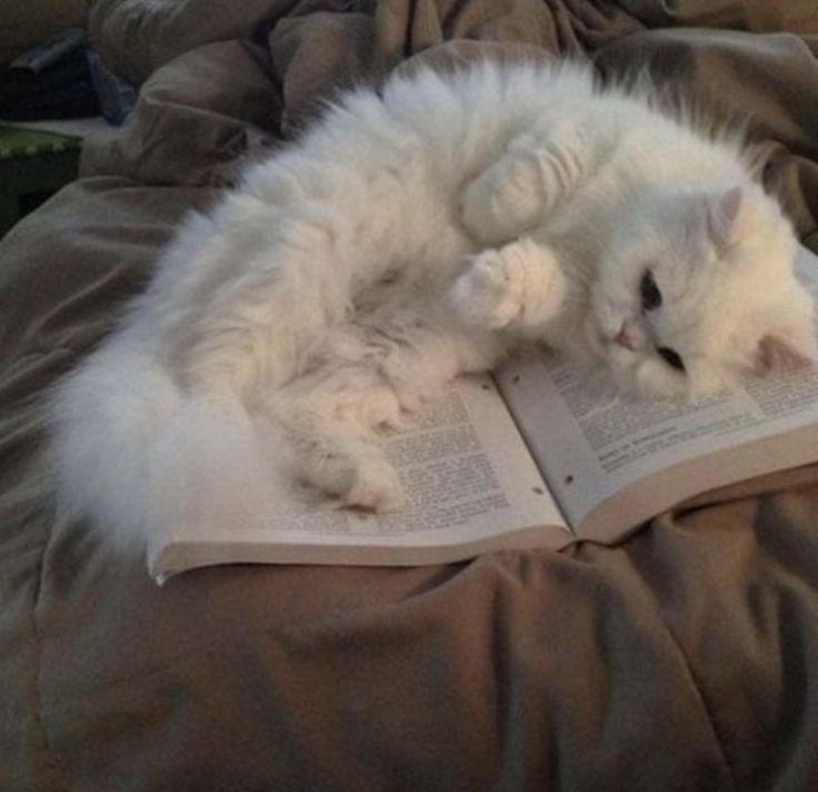 a white cat laying on top of an open book