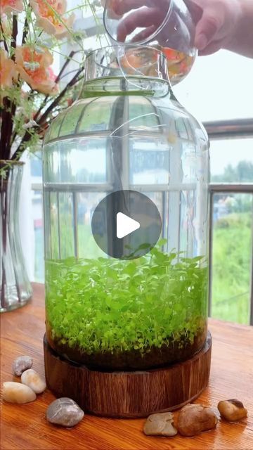 someone is pouring water into a glass jar filled with green plants and rocks on top of a wooden table