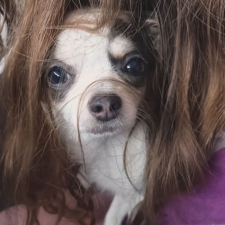 a small white and brown dog sitting on top of a woman's head with her hair blowing in the wind