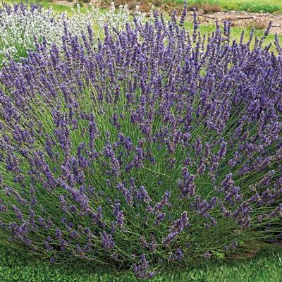 purple flowers are growing in the grass