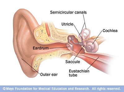 Inner ear and balance Ear Tubes, Loss Of Balance, Middle Ear, Hearing Problems, Human Ear, Inner Ear, Disease Symptoms, Ear Parts, Mayo Clinic