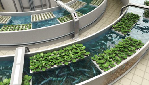 the inside of a planter filled with water plants