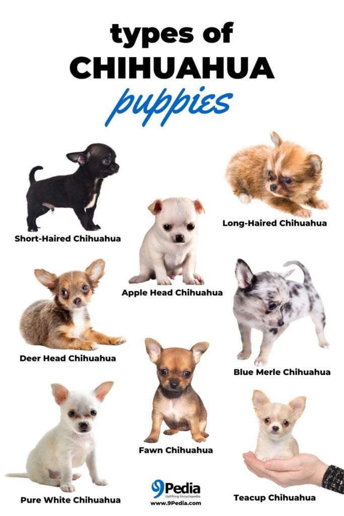 the types of chihuahua puppies are shown in this poster