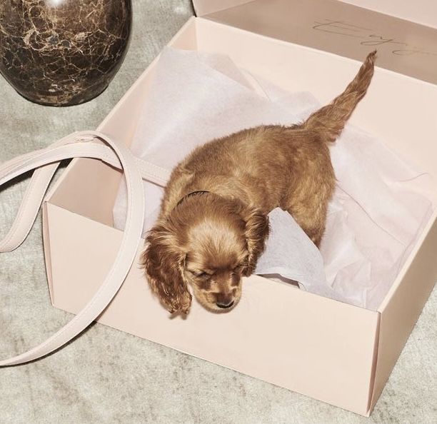 a small brown dog standing inside of a box on top of a table next to a vase