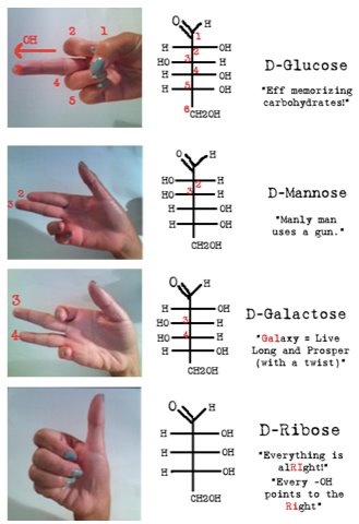 the diagram shows how to draw hands and fingers with different directions for each hand, including one