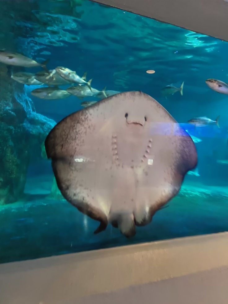 a manta ray swims in an aquarium with other fish around it and is looking at the camera