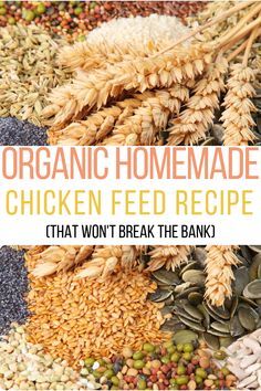 the words organic homemade chicken feed recipe that won't break the bank in front of an image of grains and seeds