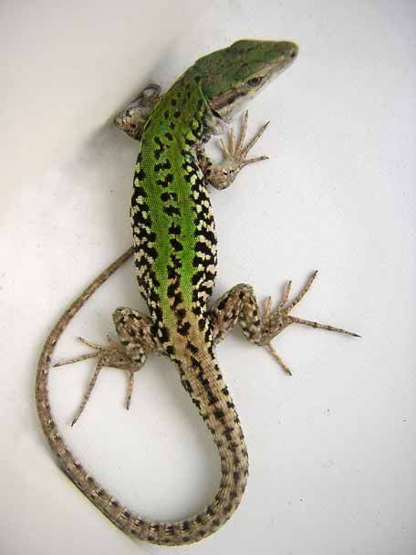 a green and black lizard sitting on top of a white surface