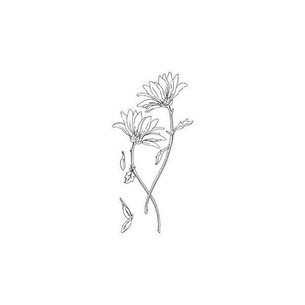 a drawing of a flower on a white background