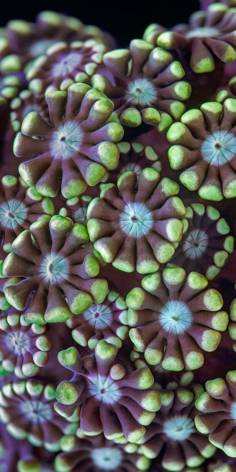 an image of some kind of coral with green and blue flowers on it's surface