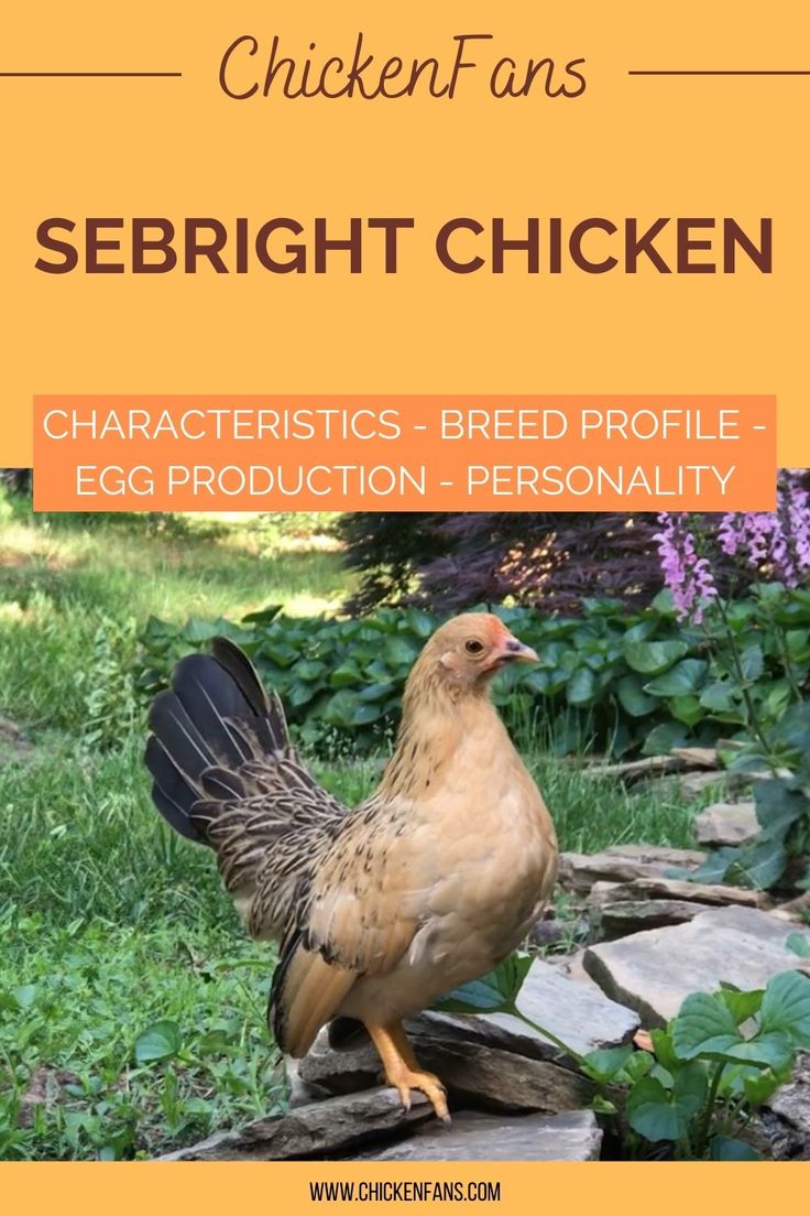 a chicken standing on top of a pile of rocks next to grass and flowers with the words, chicken fans sebright chicken characteristics - breed profile