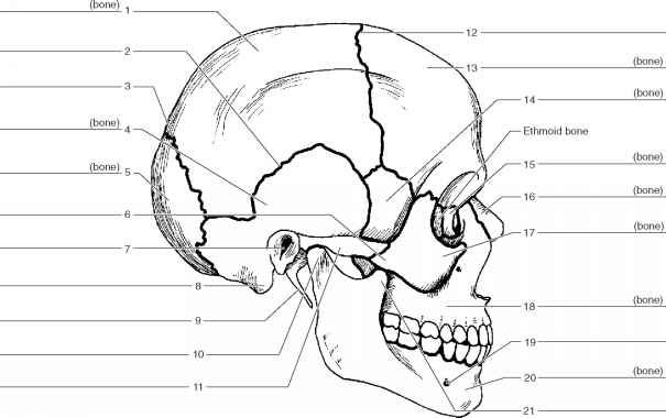 the anatomy of the head and neck with labels on each side, including the bones