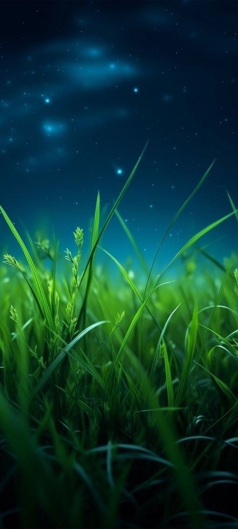 the grass is glowing in the night sky