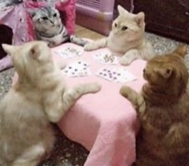 four cats sitting around a pink blanket on the floor