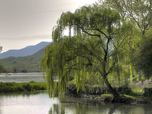 a lake surrounded by trees with mountains in the background