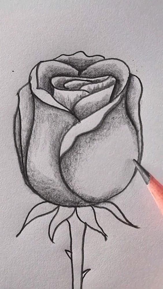 a pencil drawing of a rose on paper with the tip of a pen in it