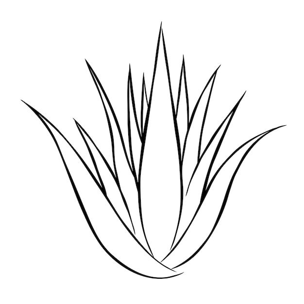 a black and white drawing of an air plant