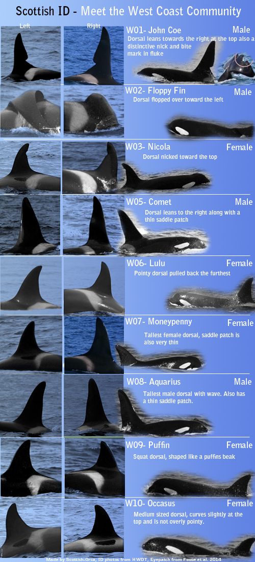 the different types of orca whales are shown in this chart, which shows their size and