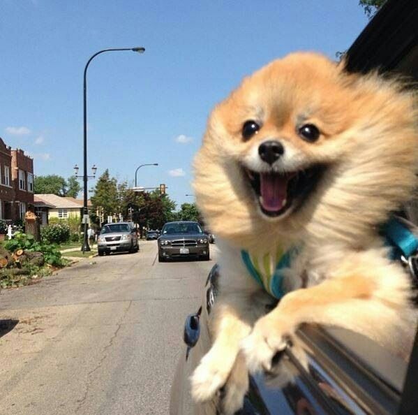 a dog hanging out the window of a car with it's mouth wide open