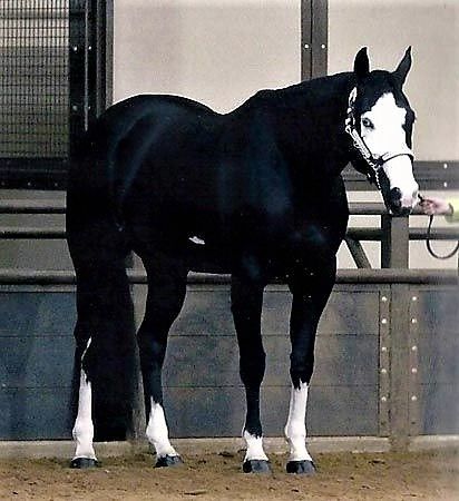 a black and white horse standing in an enclosed area