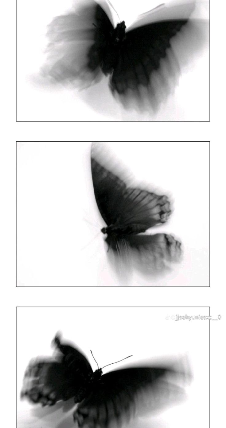 three pictures of black and white butterflies flying in the air with their wings spread out