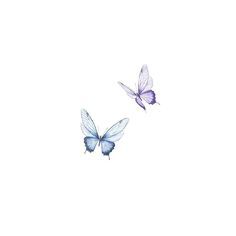 two blue butterflies flying in the sky